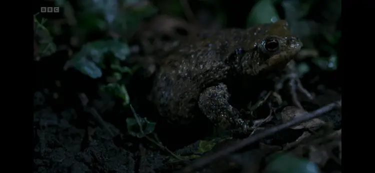 Common toad (Bufo bufo) as shown in Wild Isles - Freshwater
